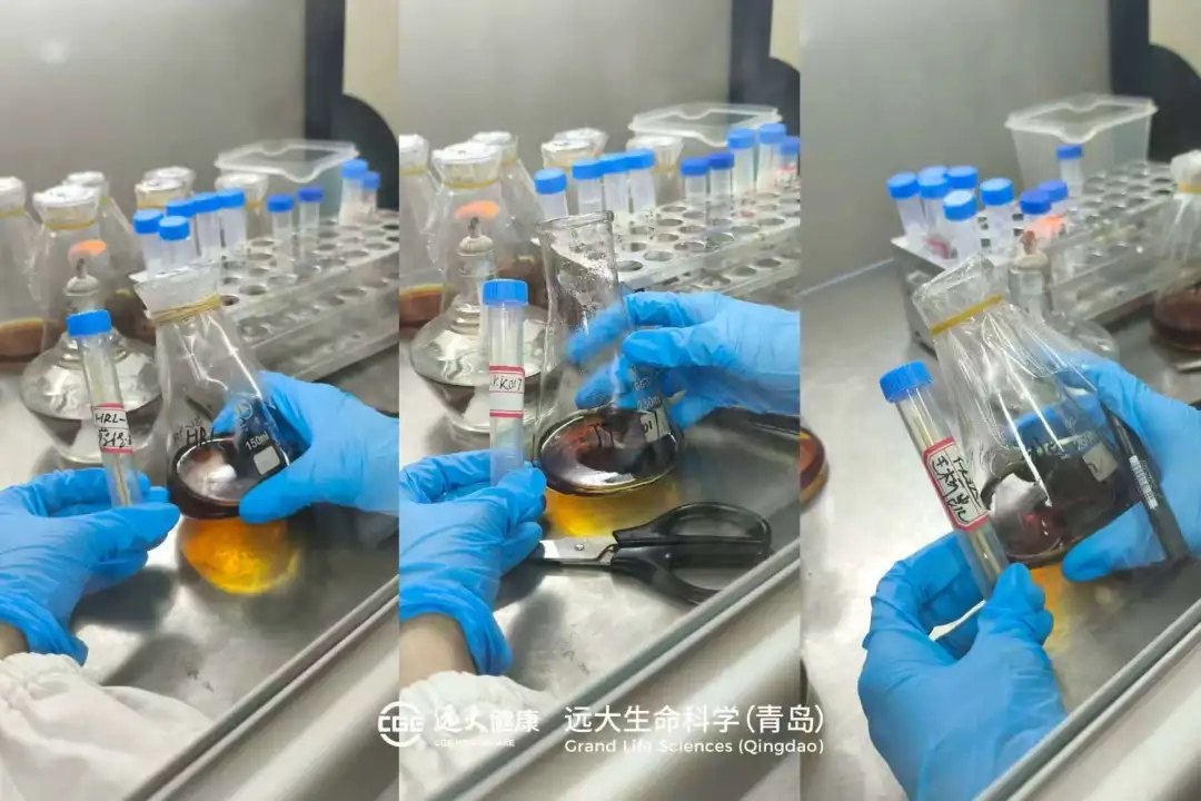 海洋菌株采集与分离