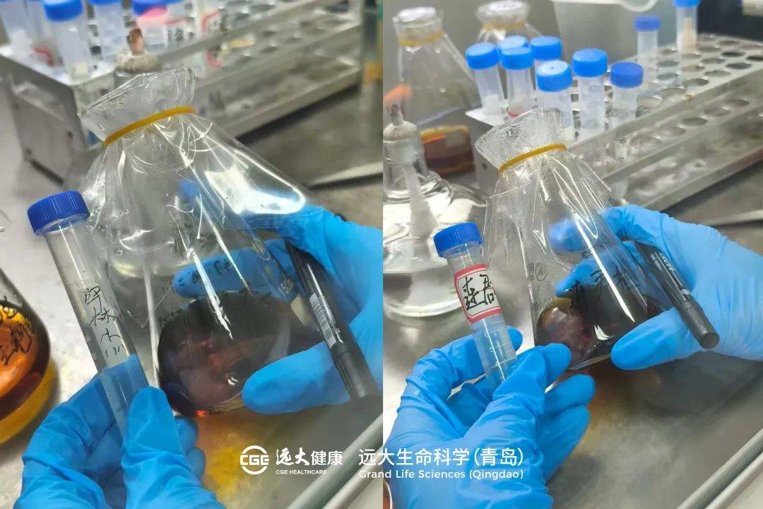 海洋菌株采集分离